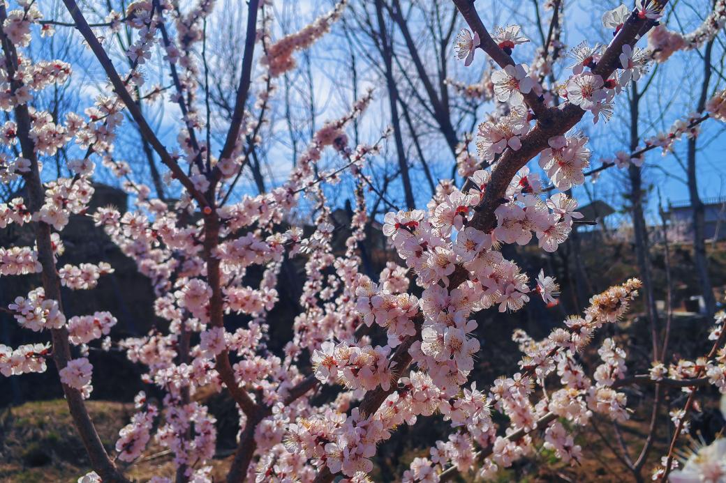 關(guān)于春天：微風(fēng)，野花，風(fēng)箏，還有好久不見(jiàn)的你