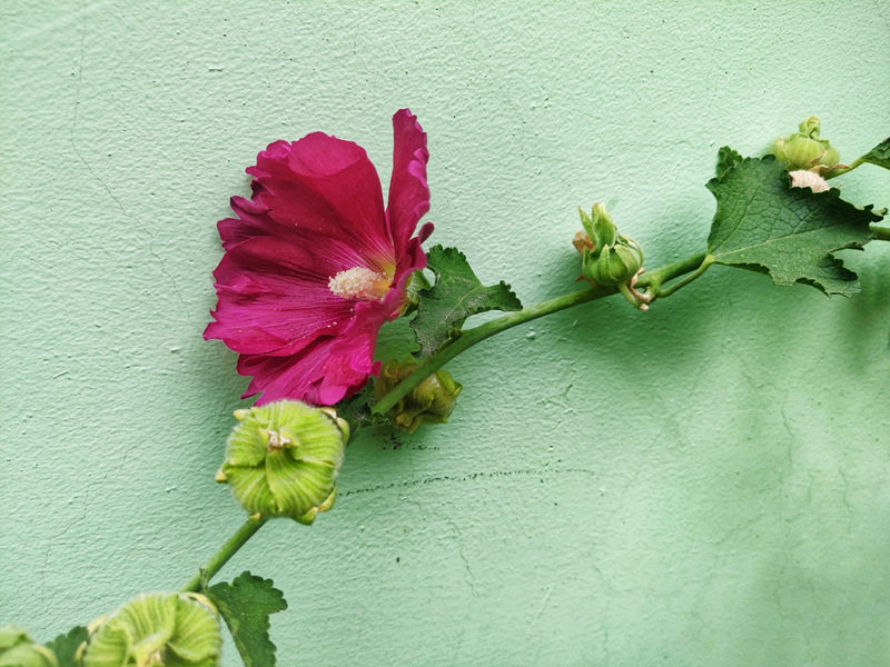 蜀葵花開，藏在記憶里的祖孫情