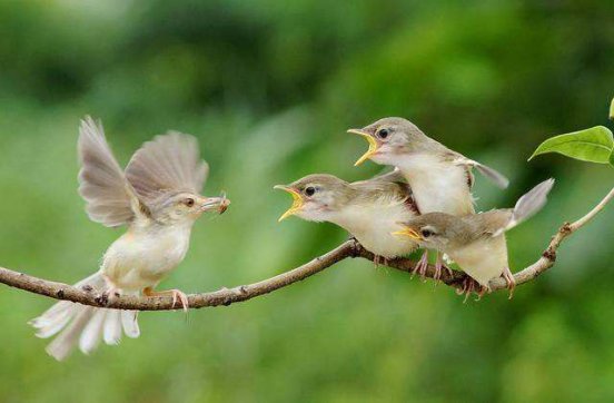 歌頌世界上最偉大的愛(ài)