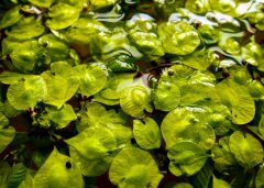 又到榆錢(qián)飄香時(shí)