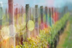 流年無恙，光陰留香