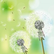 你若盛開(kāi)，清風(fēng)自來(lái)