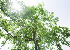 學(xué)會放棄，勇于擔(dān)當(dāng)