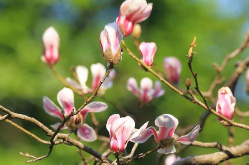 一年之計(jì)在于春，擼起袖子加油干