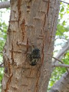 居高聲自遠(yuǎn)，非是借秋風(fēng)