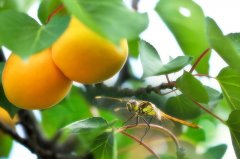 由杏園說(shuō)起