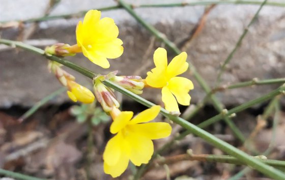 春天已經(jīng)到來(lái)，勝利的腳步還會(huì)遠(yuǎn)嗎？