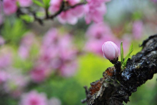 不平凡的庚子年