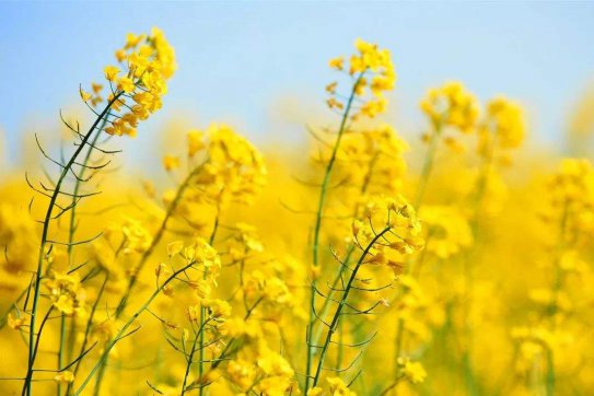 待到疫情散去，一起笑看春暖花開