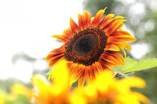 陽(yáng)光下的脊梁