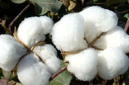 度之往事，驗(yàn)之來事——我與新疆棉的故事