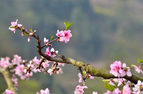 這個(gè)春天，有疫更有情